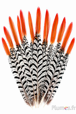 Fasan Lady Armherst - 24-27 cm - rot-weiss-schwarz natur